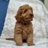 F1 mini / medium goldendoodles for sale