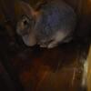 flemish giants for sale.