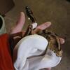 Smilie face pied ball python 