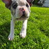 Frenchton Boy - Gelato, Blue Merle