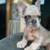 Fluffy French Bulldog