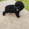 Mini Poodle female, 12 weeks