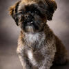 CKC unneutered male Shih Tzu 4 years