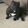 American Bully