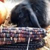 Miniature lop bunnies ready to go