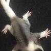 Sugar Glider/ Baby Joey’s Male and Females Ready for their new forever home