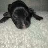 Chinese crested  powderpuff female B rant of litter  ready on July 2 