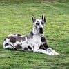 PROVEN AKC BLUE HARLEQUIN GREAT DANE FOR STUD