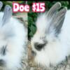 Beautiful Lionhead Mix Doe