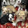 English Bulldog Puppies