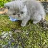 Exotic Shorthaired Kittens