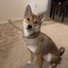 Looking to Rehome shiba Inu