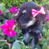 Cutie Pie - AKC Black & Silver Female Miniature Schnauzer Puppy