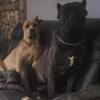 Akc, Iccf cane corso puppies