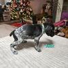 German Shorthaired Pointer Puppies