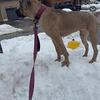 Female Cane Corso — 8 Months — Strong Structure — Balanced Temperament — Serious Placement