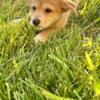 Shiba Inu puppy looking for a home