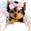 Yorkshire Terriers, Chihuahuas, Poodles, Pomeranians, Malteses  & Teacup Puppies