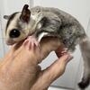 Joeys