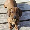 AKC reg miniature Dachshund puppies