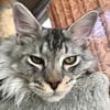 Silver blue Maine Coon boy