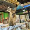 Mountain Coatimundi Females multiple available