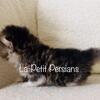 Bicolor tabby white female persian