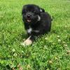 Icelandic Sheepdog Puppies
