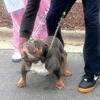 pet home female