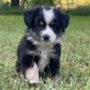 Miniature Australian Shepherd puppies