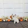Devon Rex Christmas Kitten