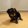 Yorkie puppy for sale ready to go home