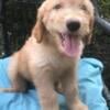 FREE READY FOR FUR-EVER HOMES! RED LABRADOODLE PUPPIES