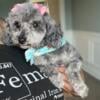 ADULT TEACUP SIZE POODLE