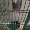 5 year old male African grey
