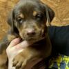 Doberman Pinscher and American Bully cross pups