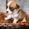 Pembroke Corgi Puppies