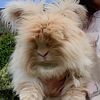 English angora  pet/show/fiber rabbits