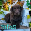 Labrador Retriever puppies for sale in Michigan. Brandon at 