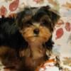 Super Sweet Tiny Female Yorkie