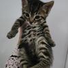 TICA registered Charcoal  brown rosetted bengal male kitten for sale 