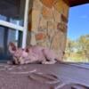 Red mink sphynx kitten male blue eyes