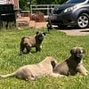 PURE BRED KANGAL PUPPIES