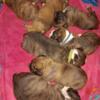 Beautiful Boxer Puppies available