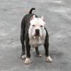 Beautiful XXL Bully Female Available Xtreme Champion Bloodline UKC ABKC