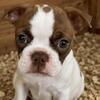 Male AKC Boston Terrier Puppy