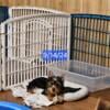 Yorkie CKC Puppies  (Georgetown SC)Male 800