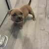Pocket Bullies
