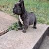 Fluffy french bulldog puppies