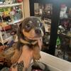 Chiweenies